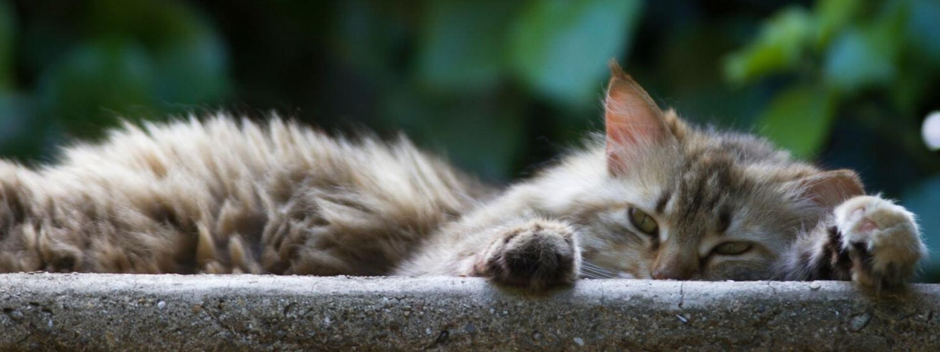 cat relaxing