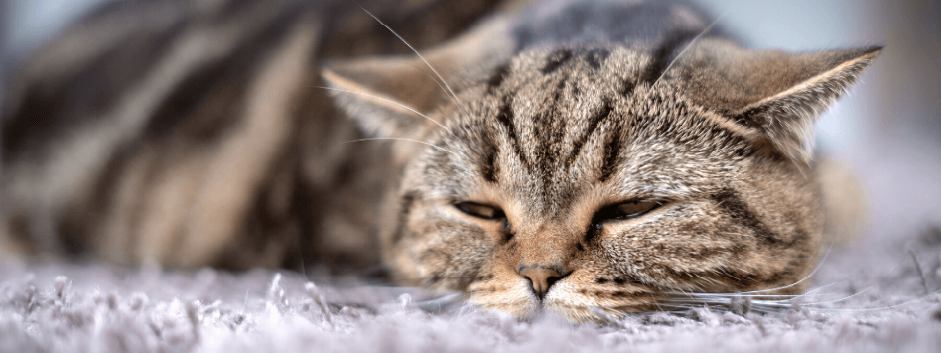 Gray cat lying down in pain.