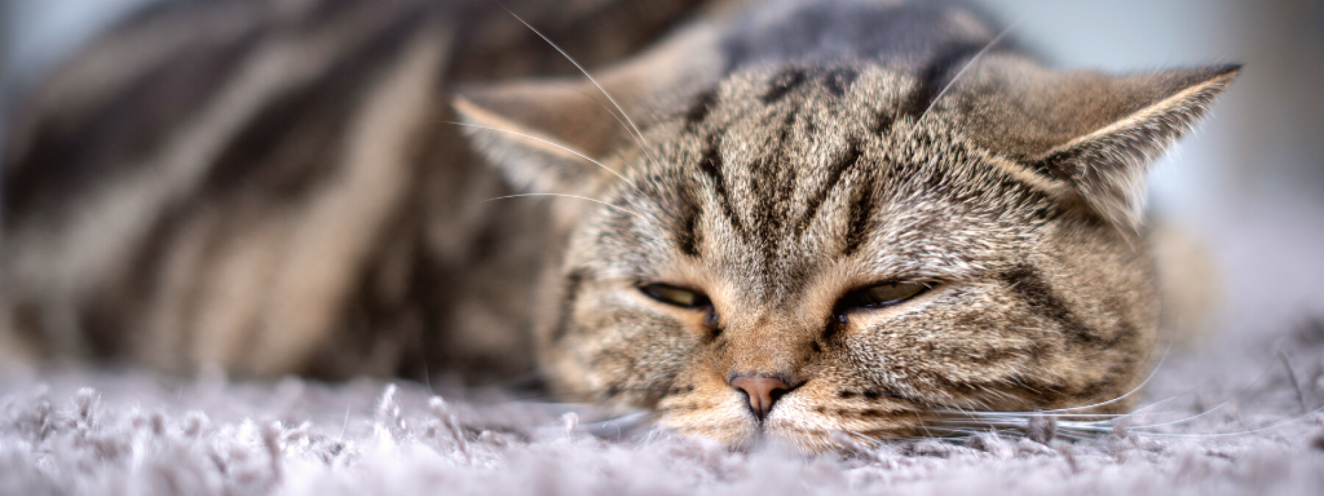 Gray cat lying down in pain.
